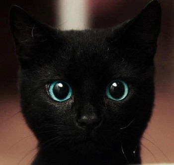 Hypno-cat
