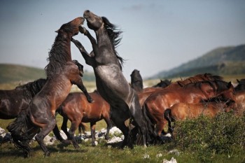 Horses Playing