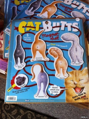 Just a book about Cat Butts