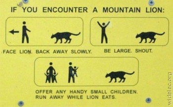 if you encounter a mountain lion; offer any handy small children