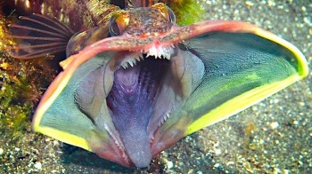 A Sarcastic Fringehead