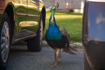 Somebody lost a Peacock in Queens