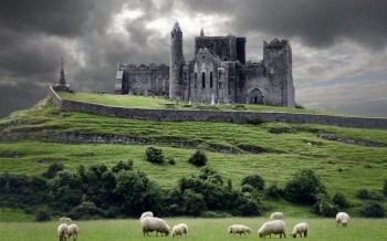Sheep graze below the Rock of Cashel in South Tipperary, Ireland