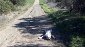 So I took my dog for a walk....
