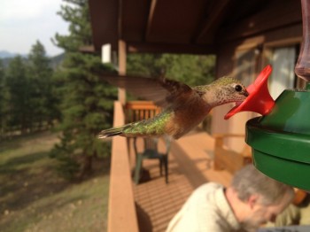 Hummingbird