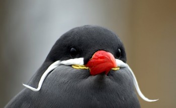 This is one classy bird