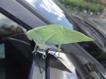 Found this guy hanging out on my side mirror while driving 60mph