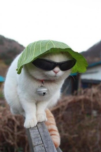 Lettuce Hat Cat