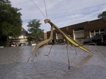 This dude was just chillin on my car this morning
