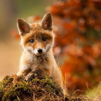What are these victuals you bring me, human?