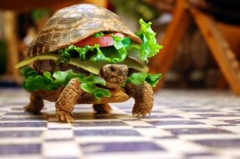Turtle hamburger