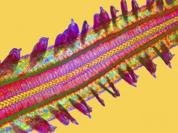Tip of a butterfly tongue