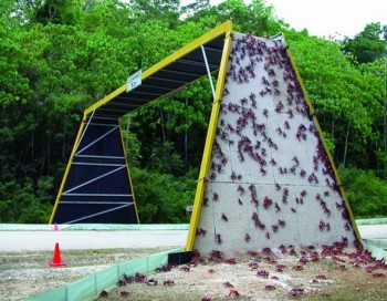 Unusual overpass for crabs.