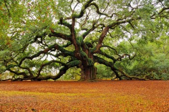 Angel Oak tree in South Carolina