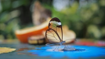 Translucent Glasswinged Butterfly