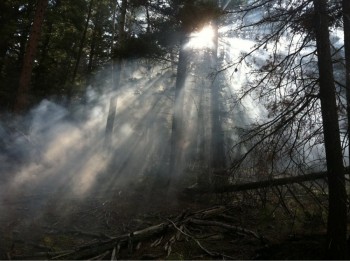 The sunlight through the burnt trees and ash