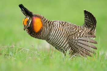 Attwater's prairie chicken