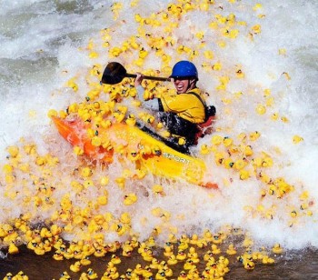 Suddenly, Ducks