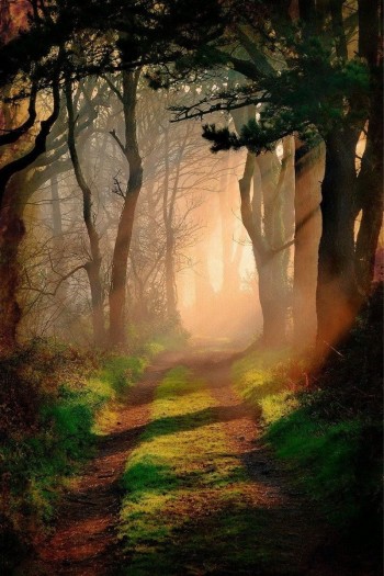 Picture of a trail at a dog park during a sunset