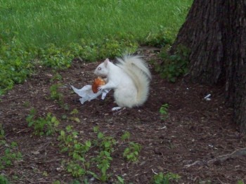 Albino Squirrel Eating a Cheeseburger