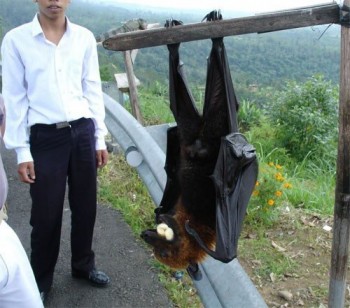 Largest bat on Earth - The Pemba Flying Fox