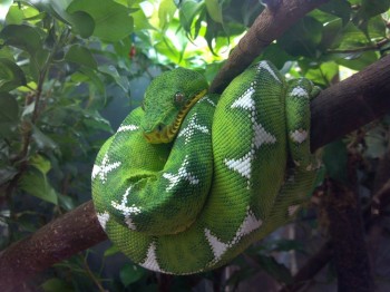 Emerald Boa, from the Shedd Aquarium in Chicago