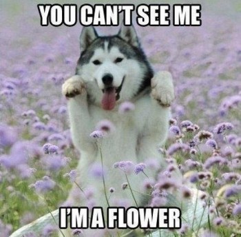 Hide & Seek