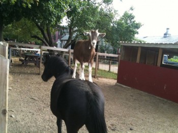 Goat, get down from there!