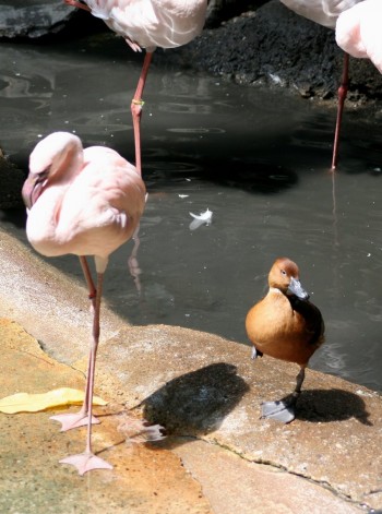 Confused duck