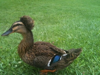 Afro duck
