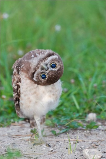 Burrowing owl doing what a burrowing owl does