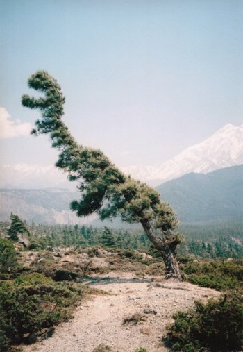 Tree-rex