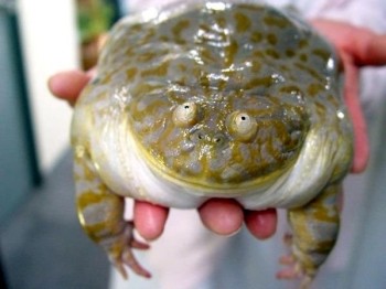 Creepy Frog