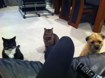 Looked up from my book to find my pets like this...