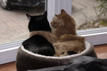 My cats being overly cute