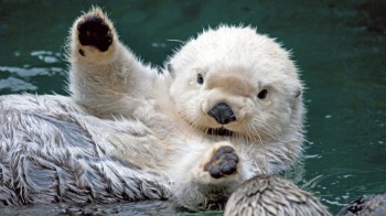 Otter hug