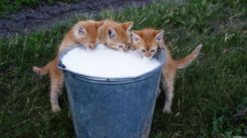 Milk