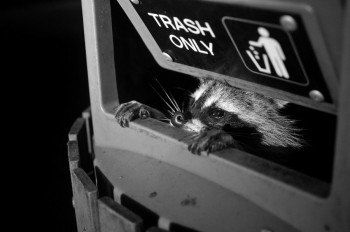 Who throws away a perfectly good raccoon? Seriously.