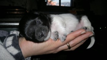 Cucciolo