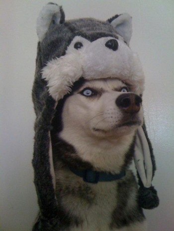 Yo dawg...