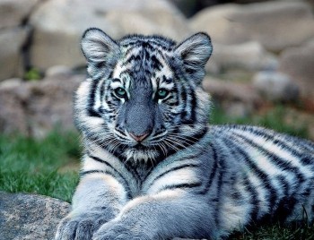 Blue Maltese Tiger