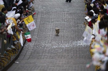 Dog Parade