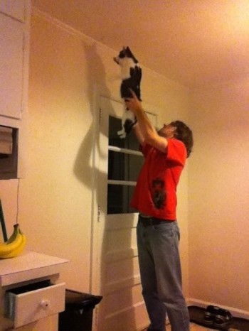 How bachelors kill moths