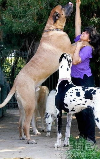 Massive Dog