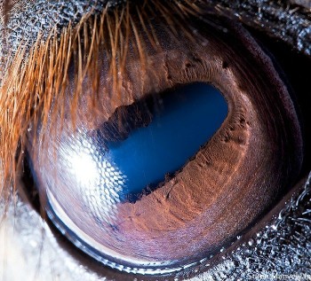 Goat Eye