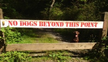 Rebel
