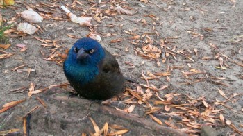 Angry Bird