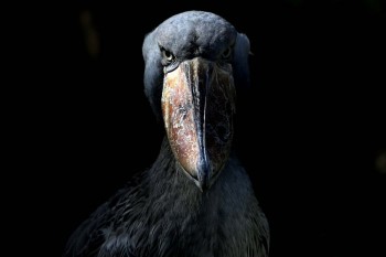 Shoebill - Ueno Zoo, Tokyo
