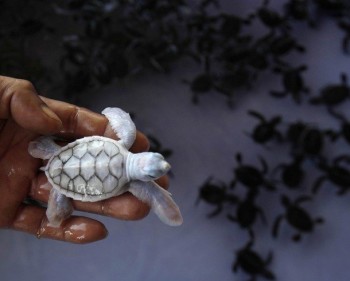 Albino Turtle