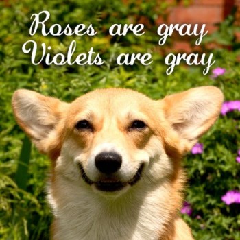 Dog Poem